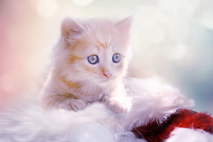 cute-cat-wallpapers