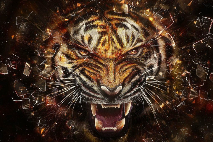 Góc nhìn đẹp của loài hổ