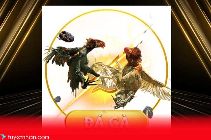 Đá Gà Lu388 – Sân Chơi Kịch Tính Dành Cho Tín Đồ Cá Cược